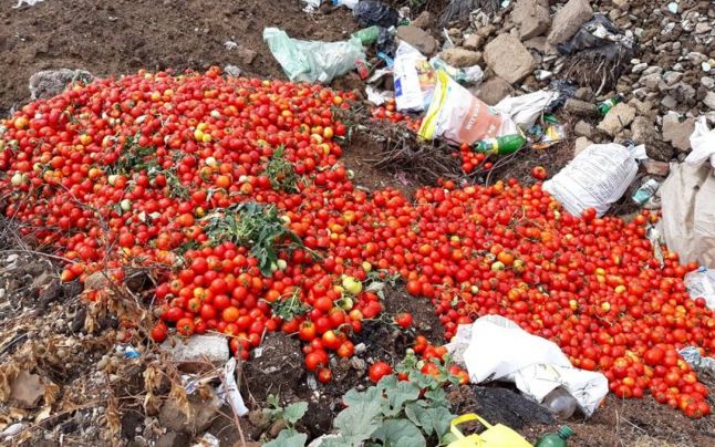 Read more about the article Agricultorii sunt disperaţi: Aruncăm tone de roșii la groapa de gunoi
